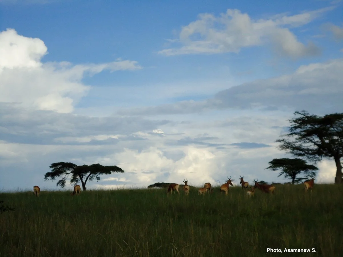 Senkele Swayne's Hartebeest Sanctuary