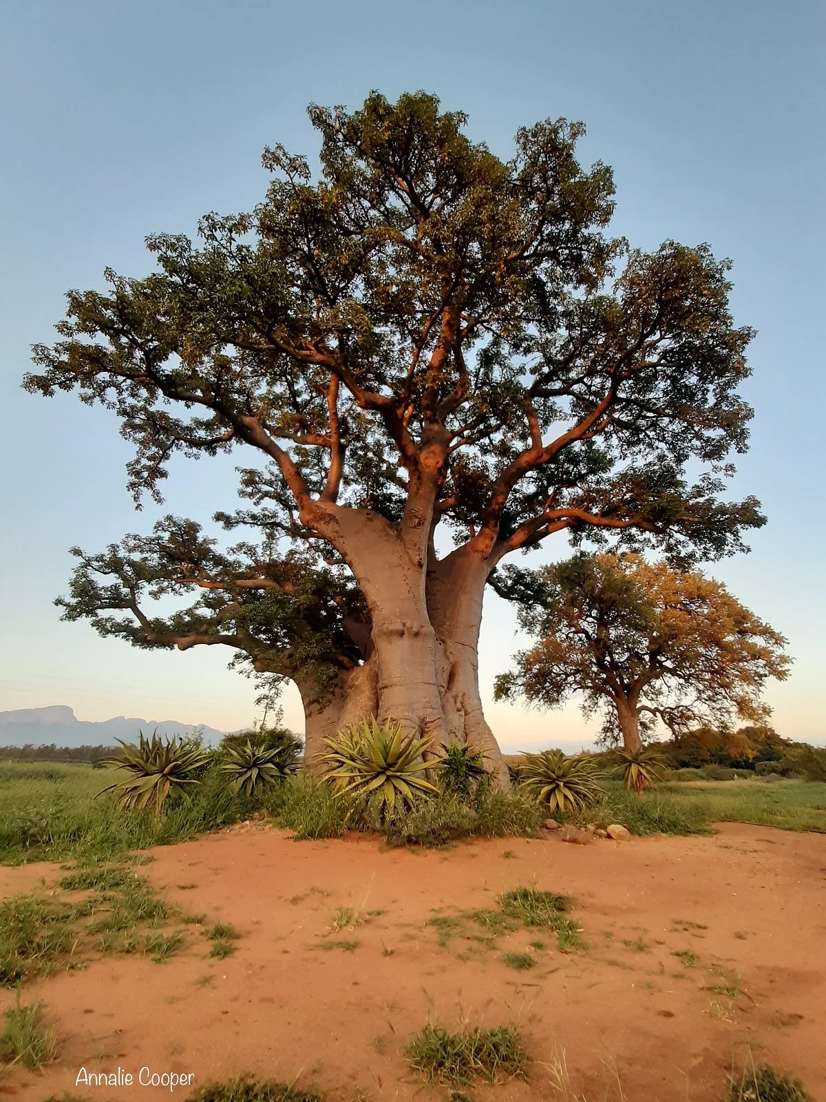 Glencoe Giant Baobab