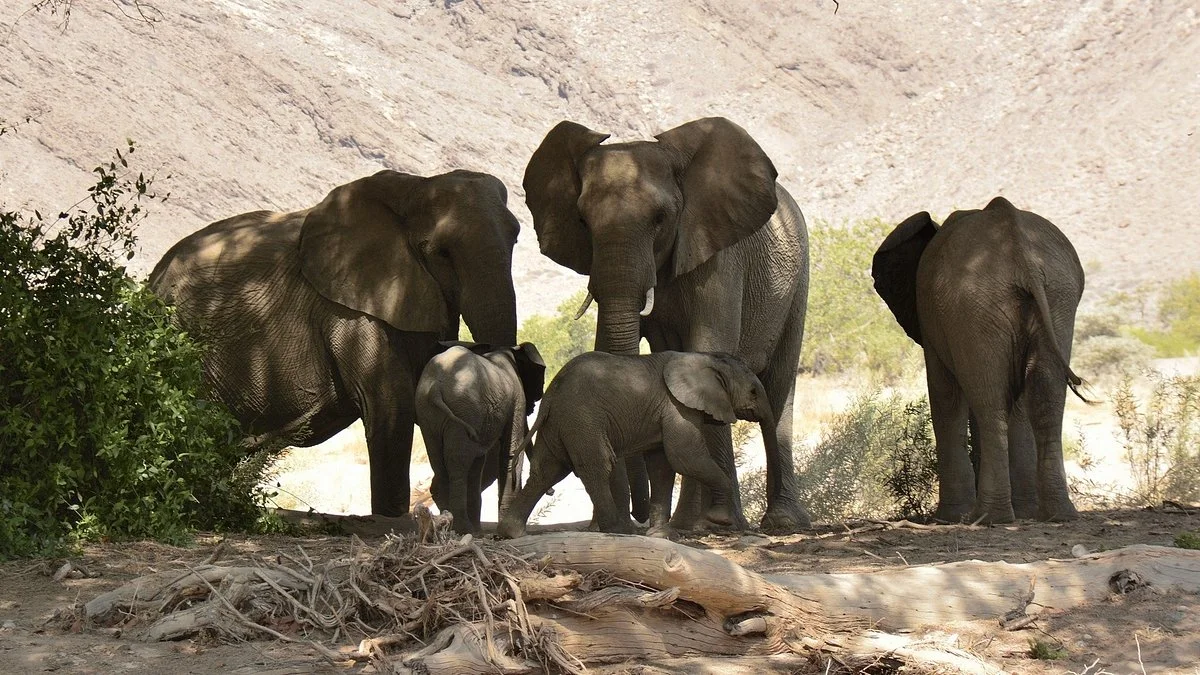 Dessert Elephants Conservation - Kunene Region