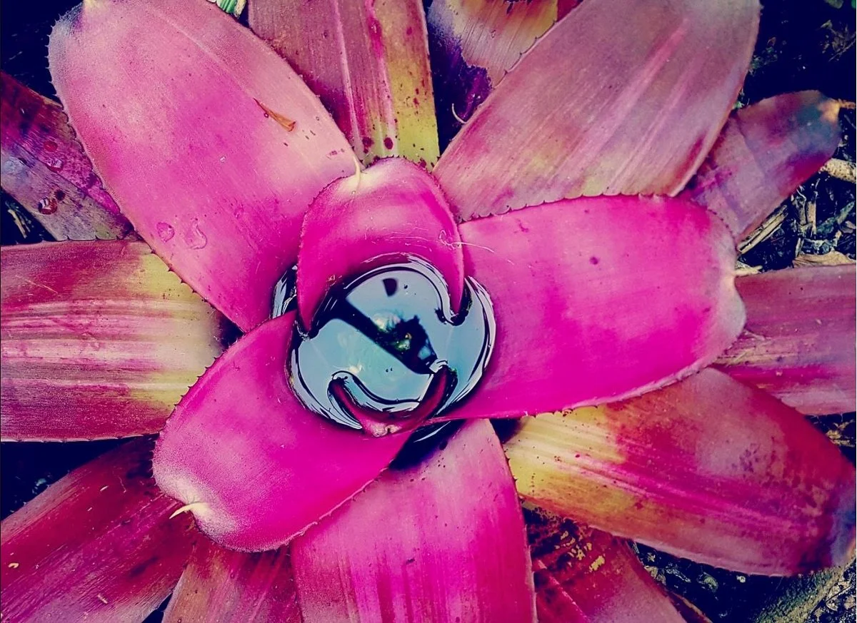 Bk Garden Route - Bromeliad Kingdom