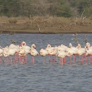 National Park of the Langue de Barbarie