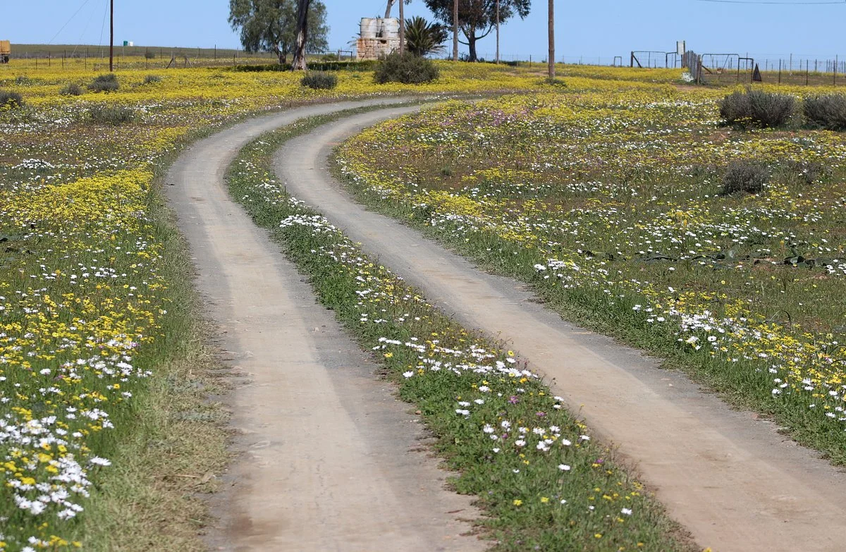 Nieuwoudtville Wild Flower Reserve