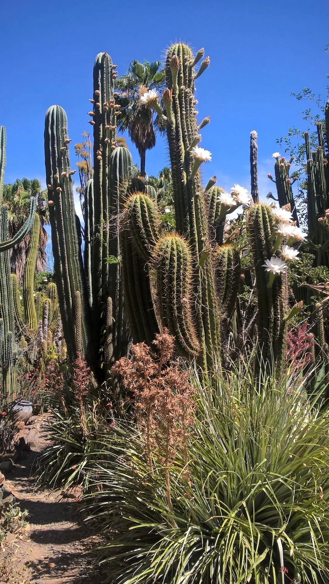 Obesa Cacti Nursery