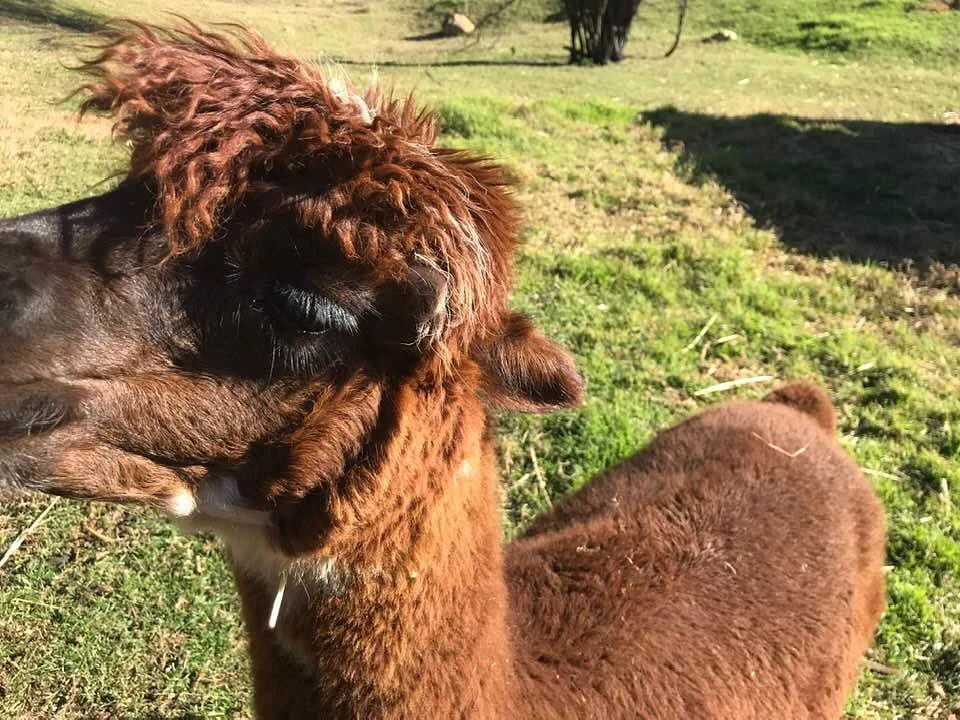 Humming Mountain Alpacas