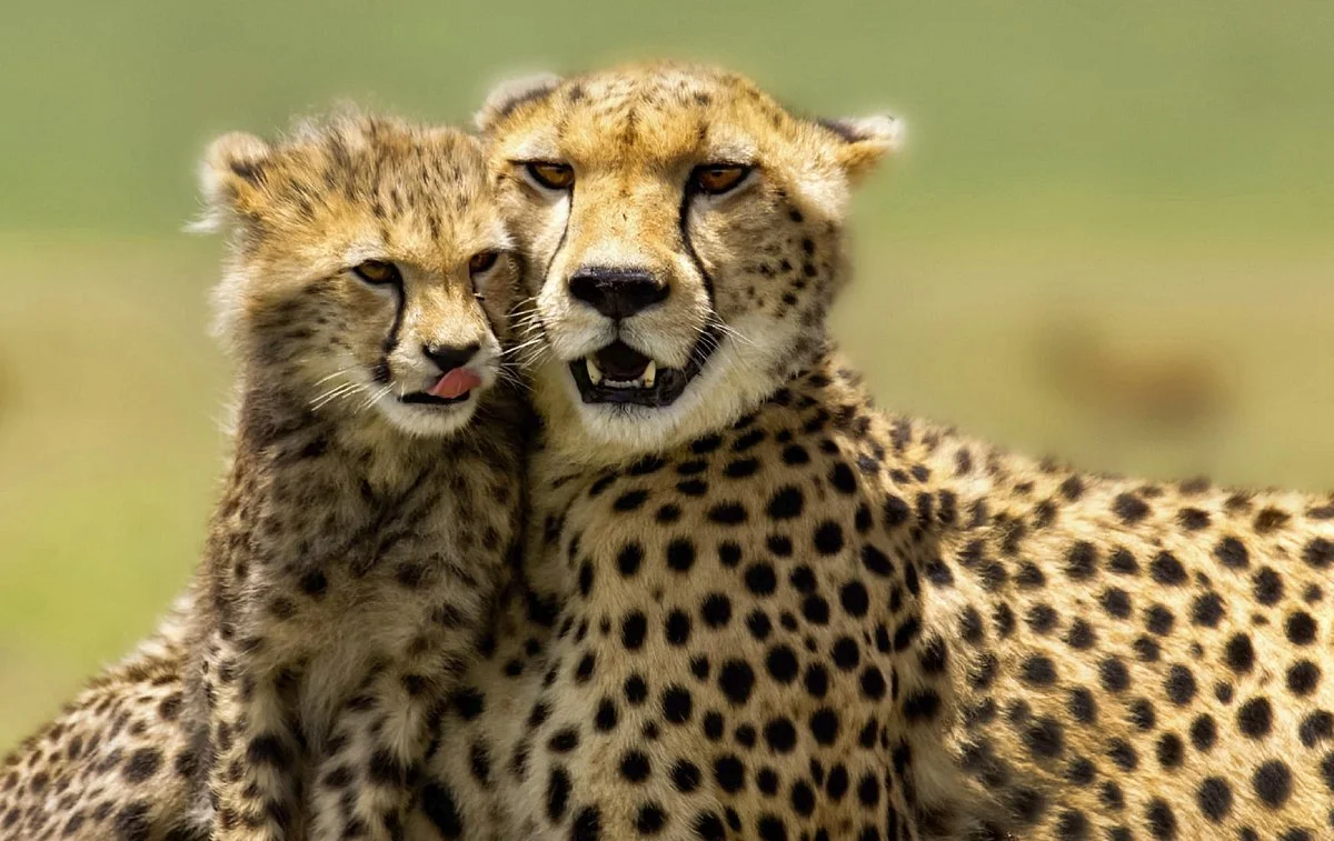 Bestday Safaris