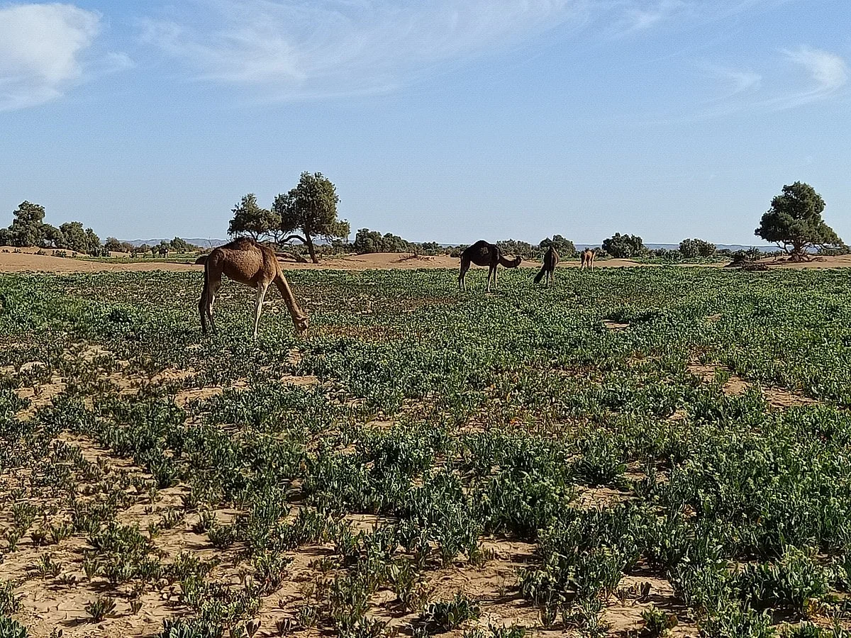 Morocco Excursion Tours