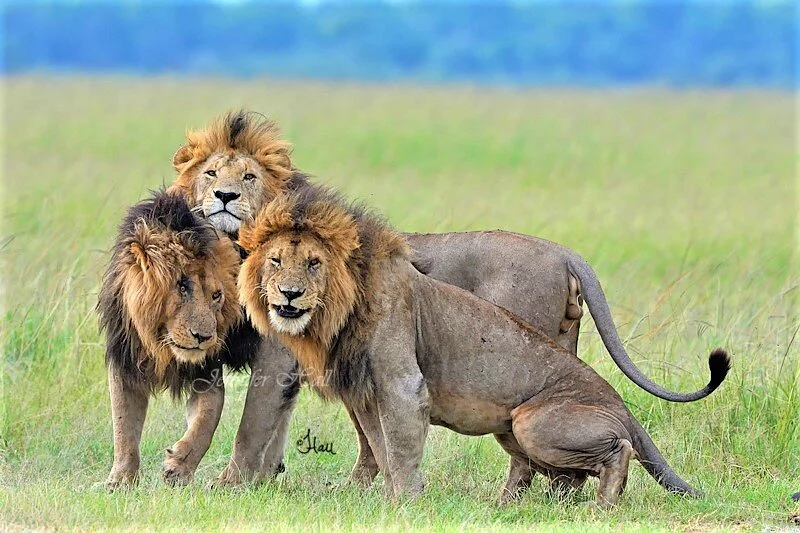 DK Grand Safaris