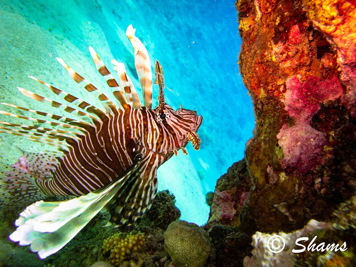 Shams Dive Centre