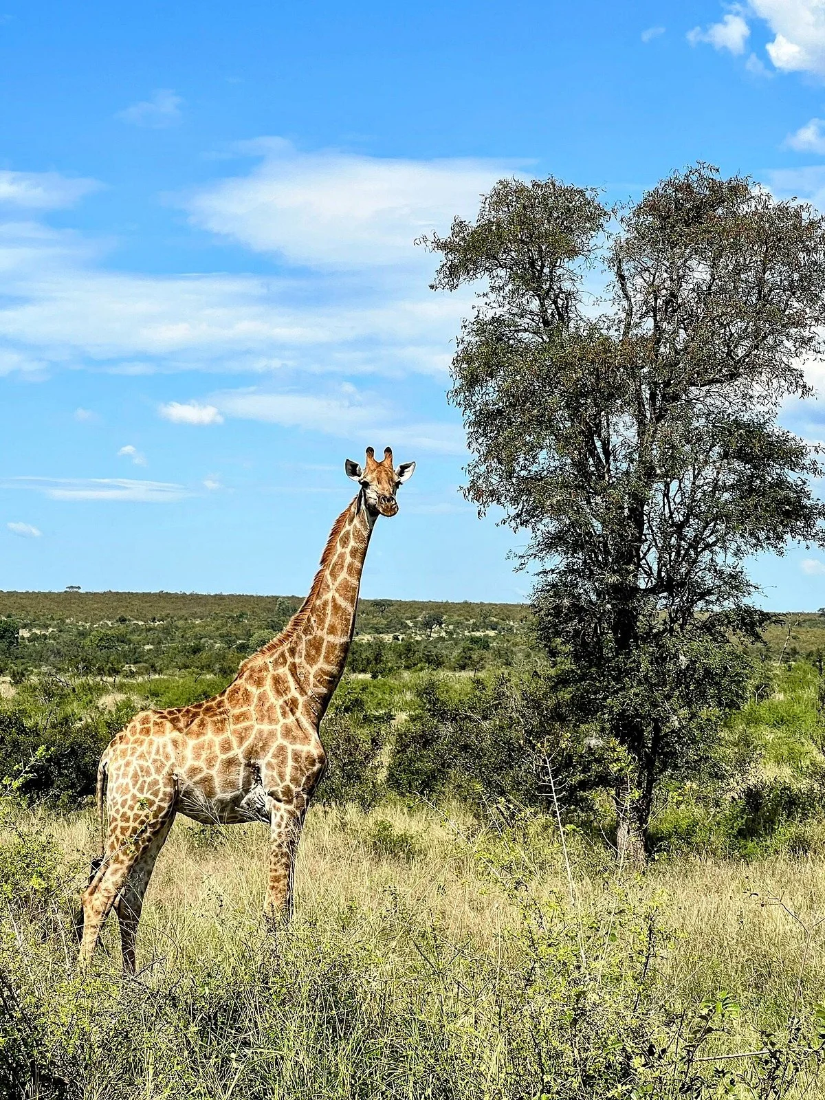 Wild Wings Safaris