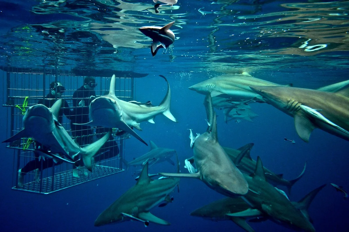 Shark Cage Diving
