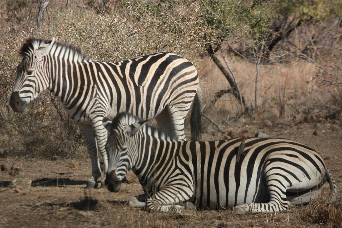 Ingrid's Safaris - Day Tour