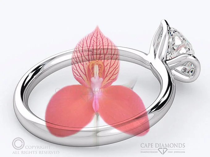 Cape Diamonds