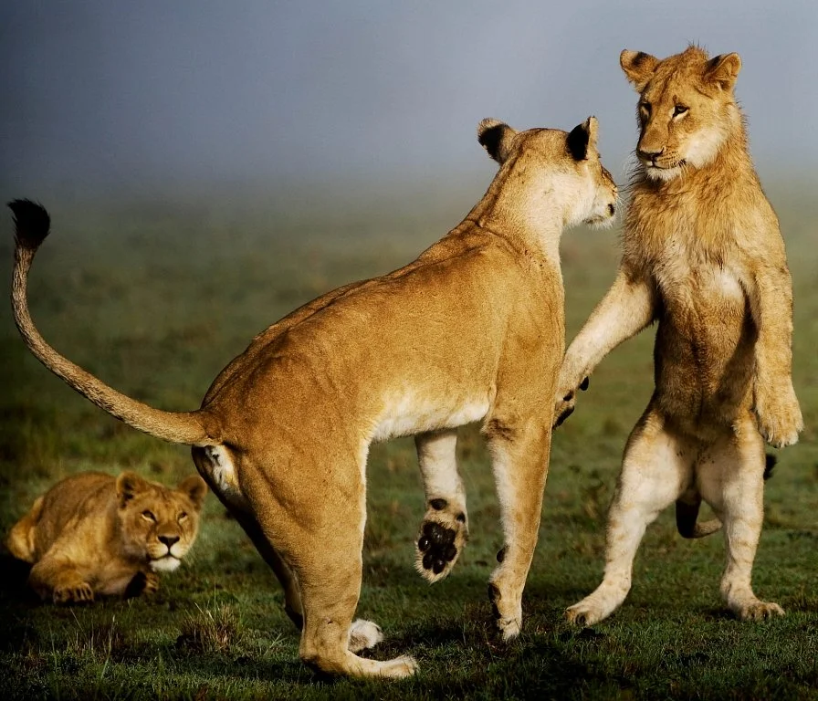 Lion Trails Safaris - Day Tours