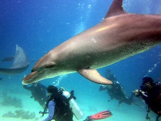 Scuba Hurghada Diving Center