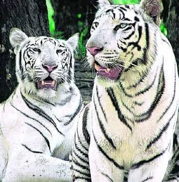 Nehru Zoological Park