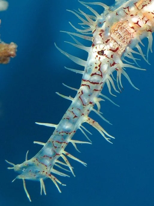 Sea Dancer Dive Center