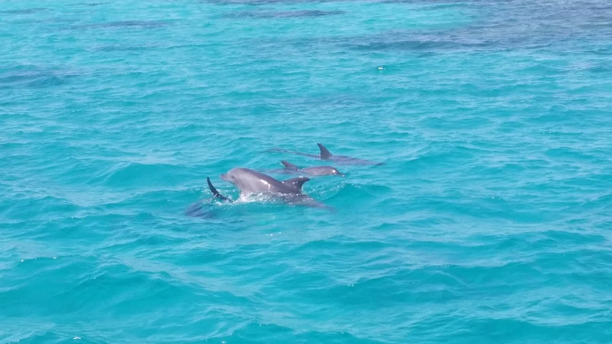 Delfin Schwimmen mit Bob Satey