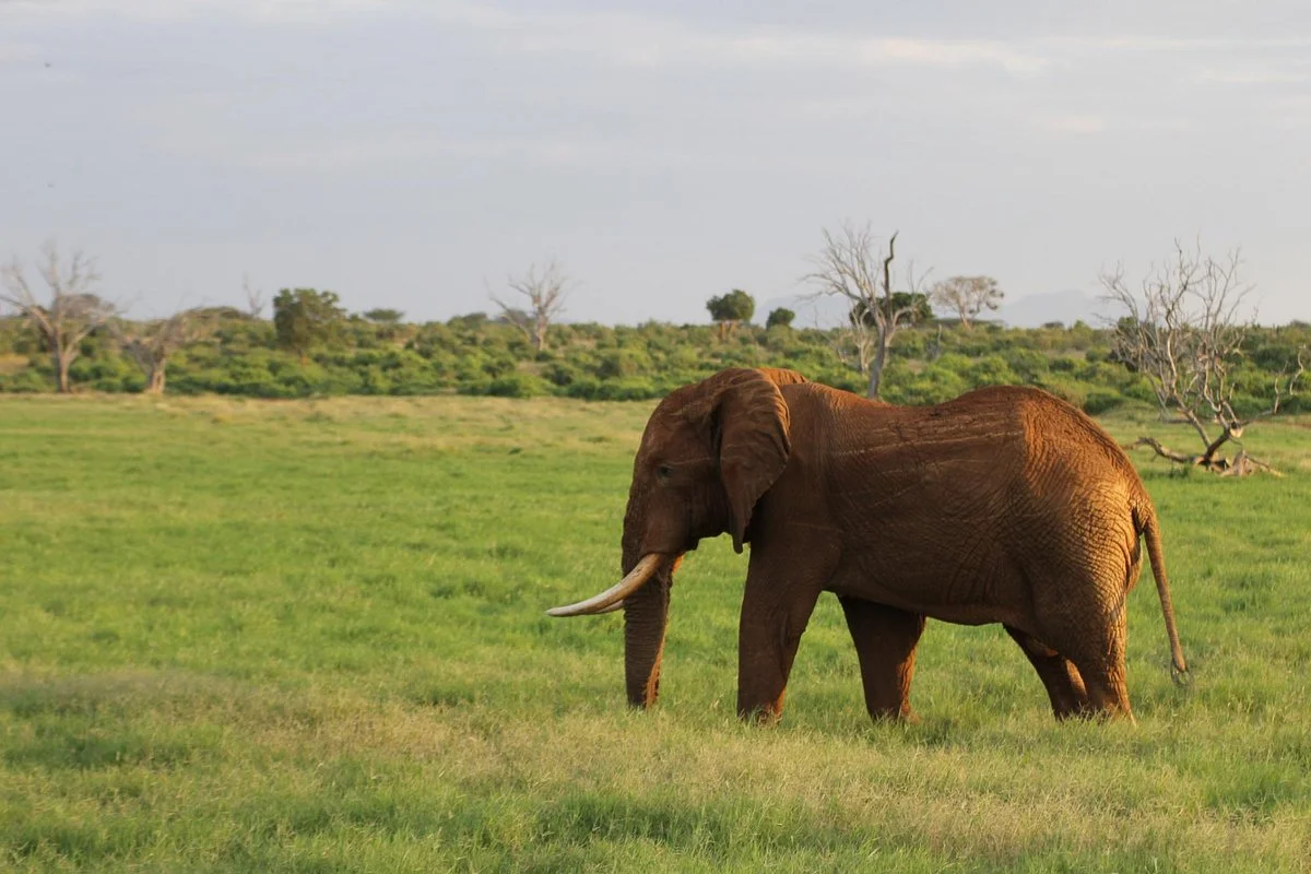 Giornale Kenya Safari - Day Tours