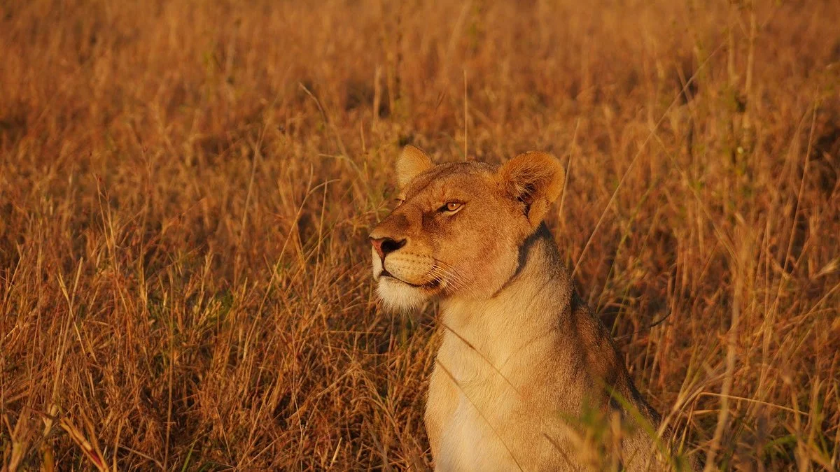Golden Dream Safaris