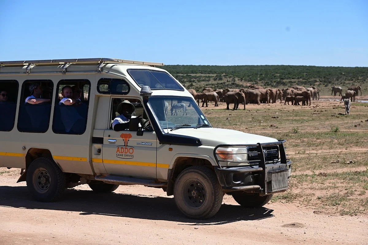 Addo Game Drives