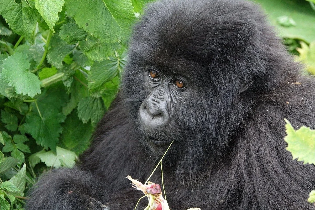 Rwanda Eco Company and Safaris