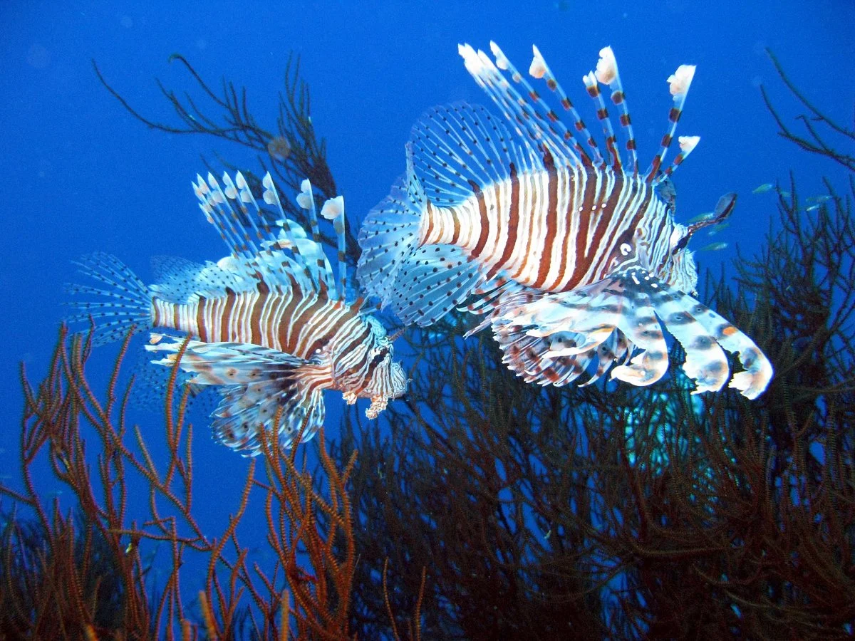 Red Sea Elite Diving