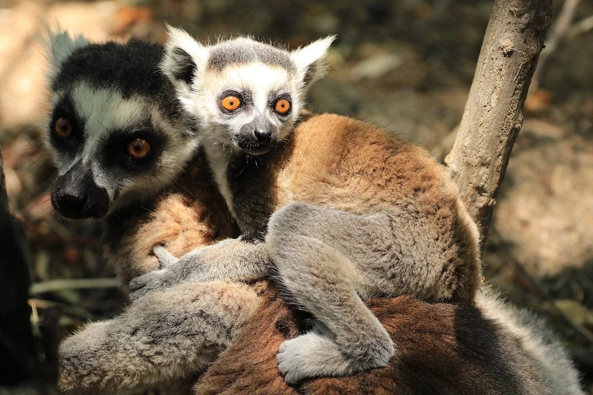 Lemur Tours