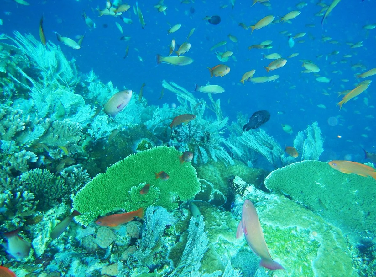 Batu Bolong Reef
