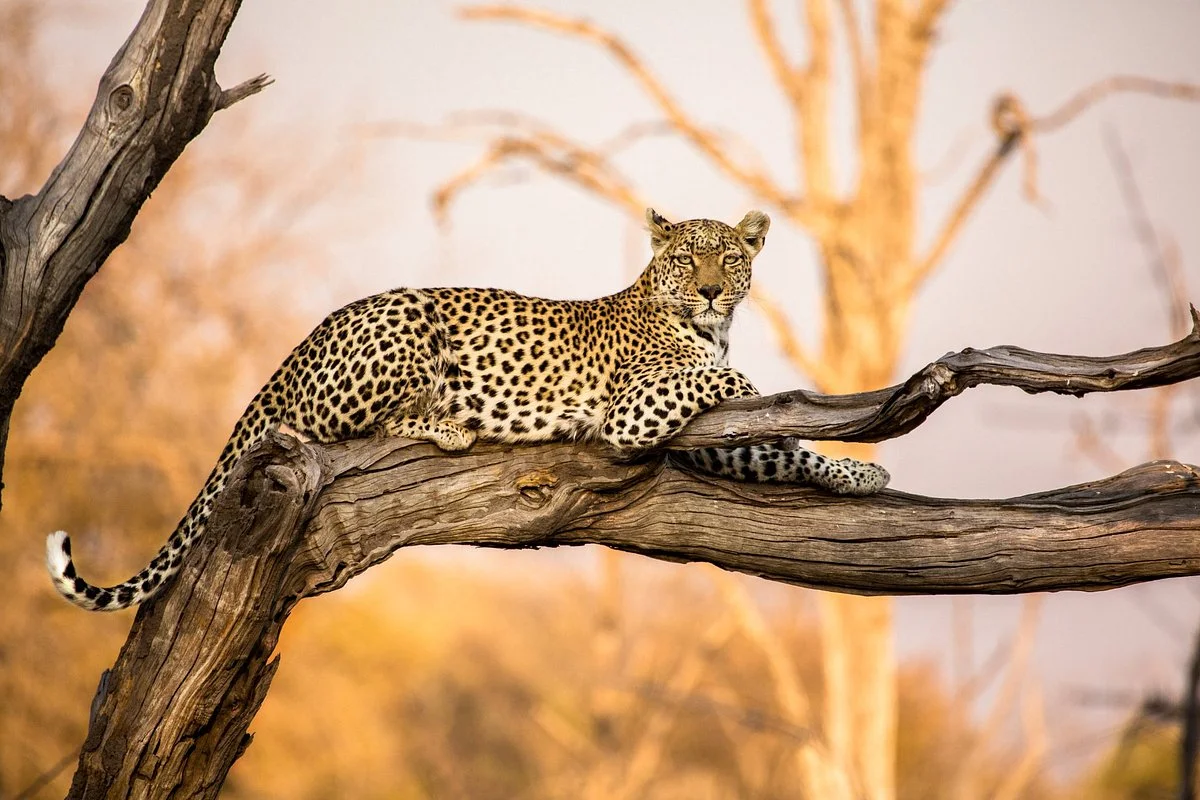 Rhino Africa Safaris