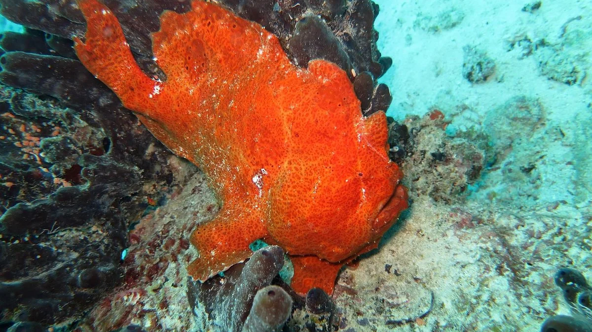 Diving Poseidon