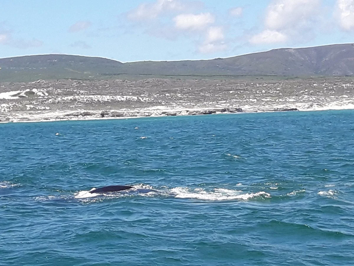 Ivanhoe Sea Safaris