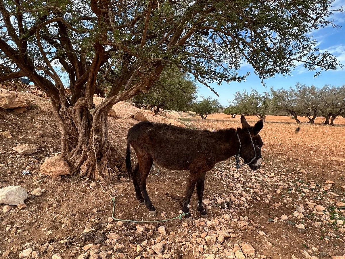 Explore Morocco Tours - Day Tours
