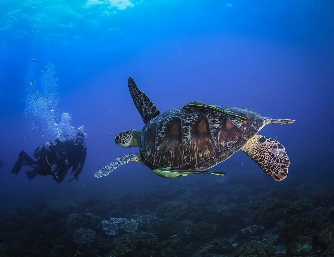 Rafakoralowa diving Hurghada