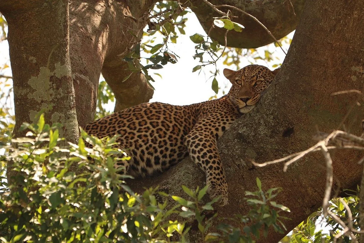 Poa Sana Safaris