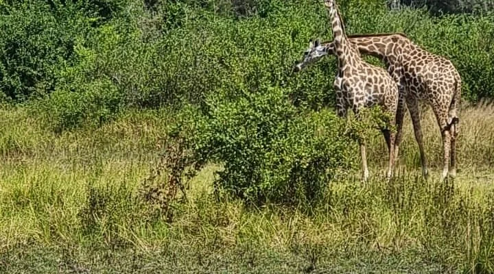 Double G safaris