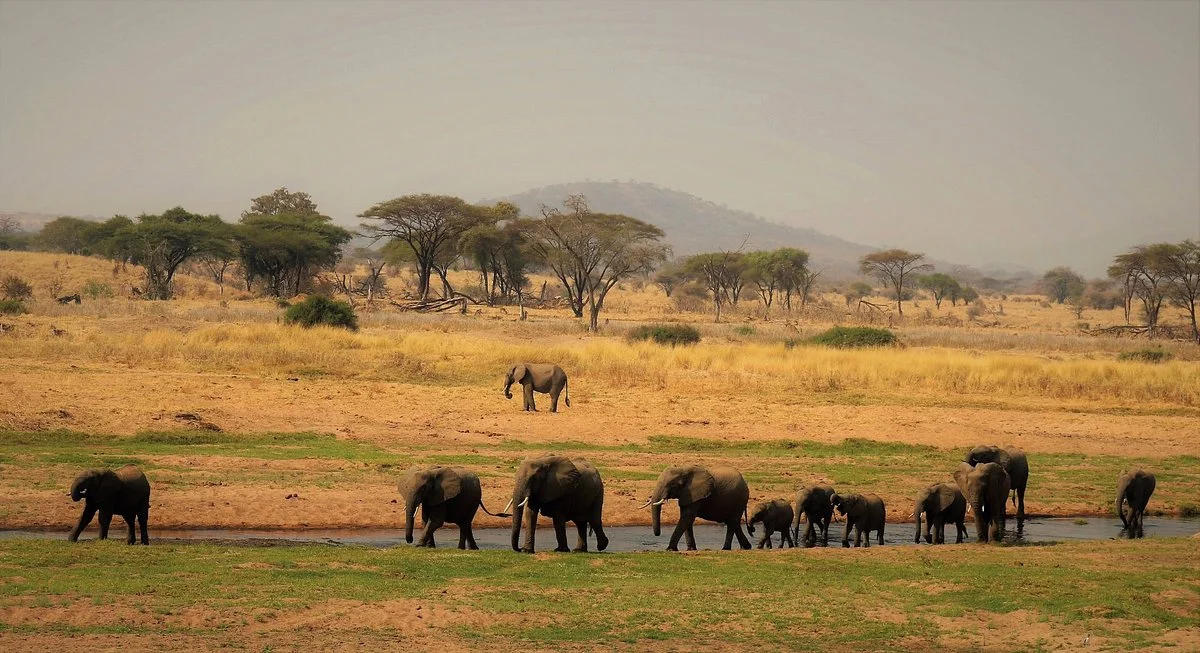 Safaris Partners