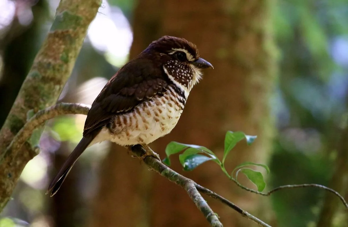 Madagascar Touring