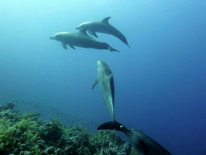 Easy Divers