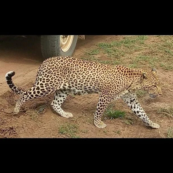 Gilmag Safaris
