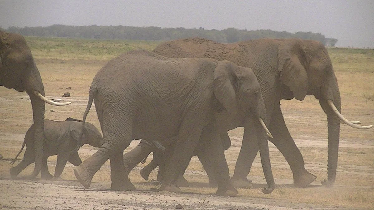 F. King Tours & Safaris