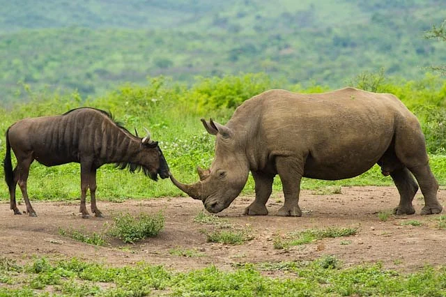 Tim Brown Tours - Durban Safaris and Durban Tours
