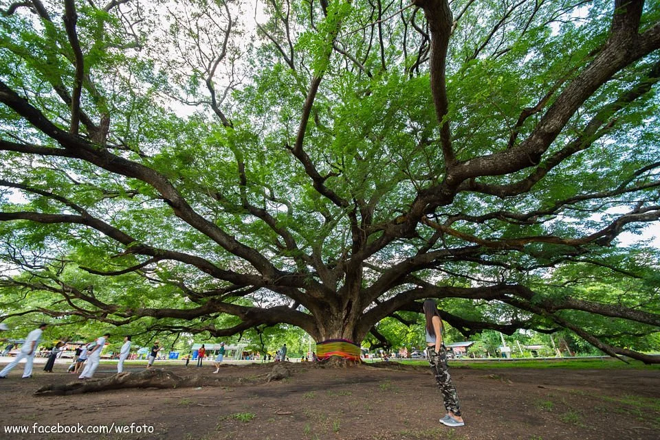 Giant Tree Kanchanaburi