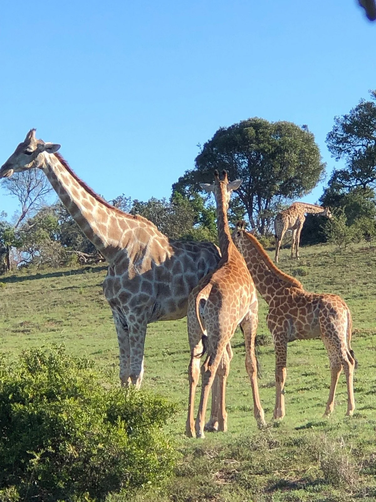 Schotia Safaris Private Game Reserve