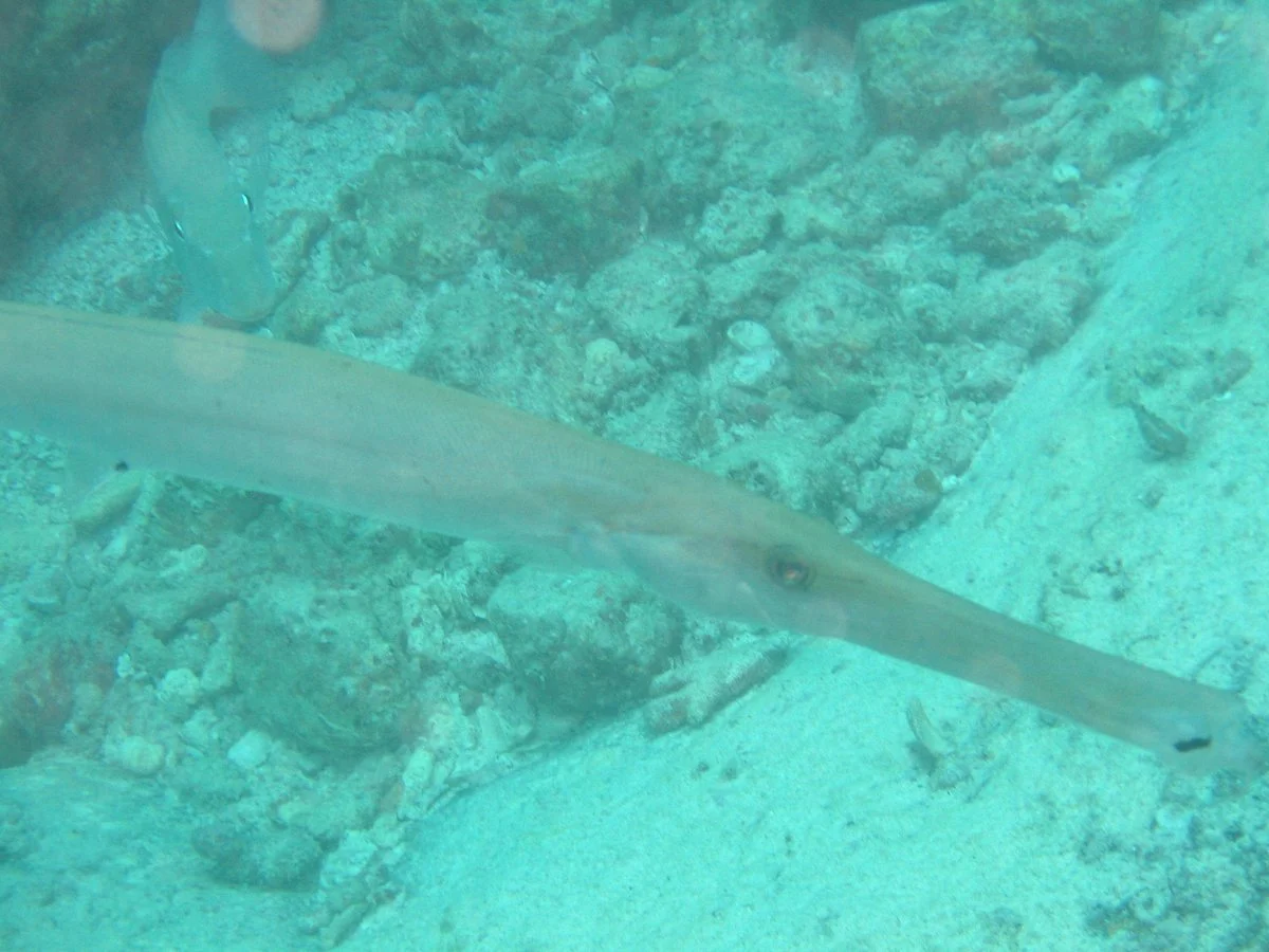 Whitetip Divers
