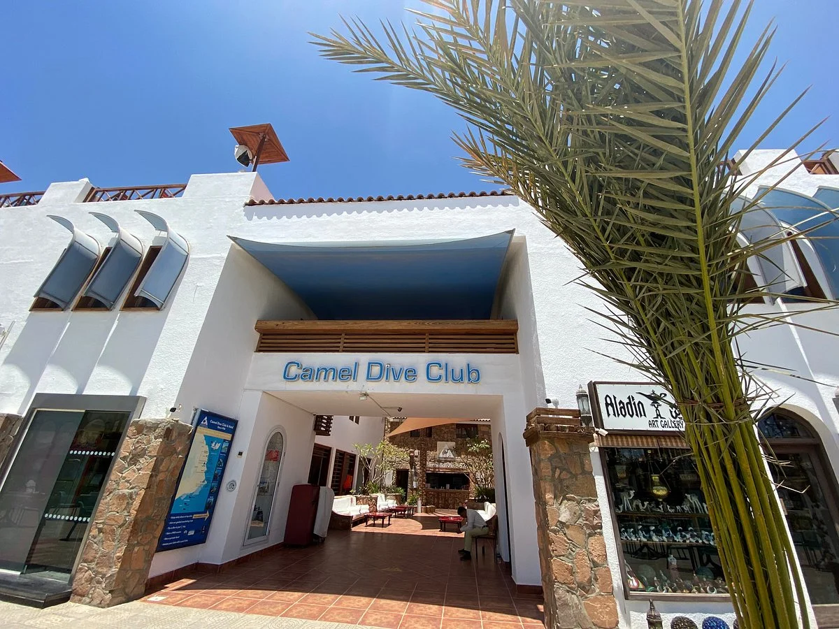 Camel Dive Club