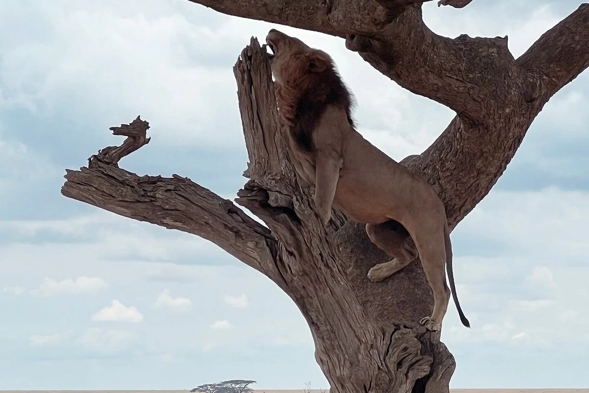 PINNACLE ADVENTURES & SAFARIS LTD.