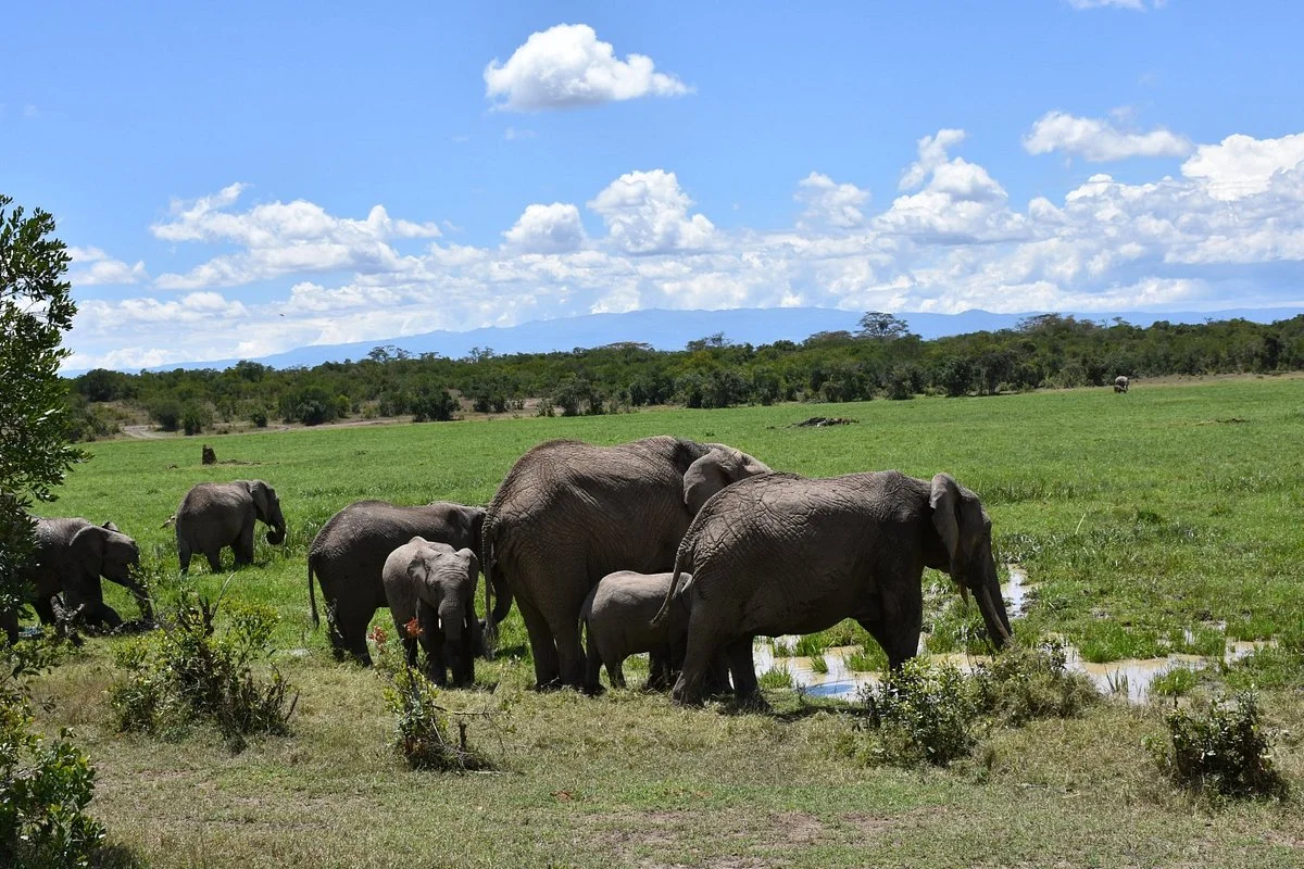 Ol Pejeta Conservancy