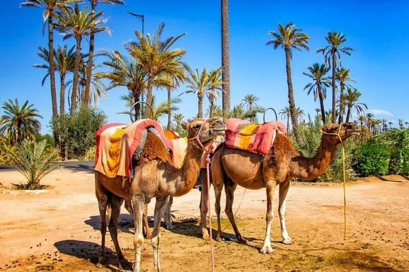 FABIN ATLAS MARRAKECH TOURS