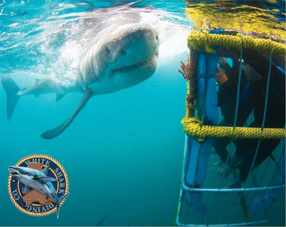 White Shark Diving Company