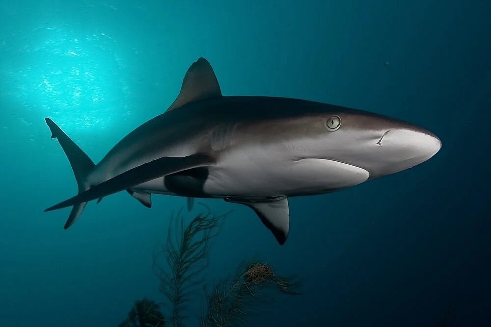 Apex Shark Expeditions